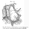 Porifera (sponges)