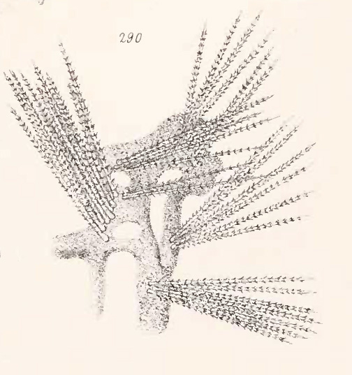 Agelas fascicularis (Gray, 1867)