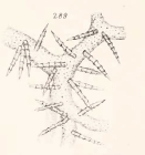 Ectyon sparsus Gray, 1867