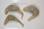 Pentamera (Holothuroidea) 3