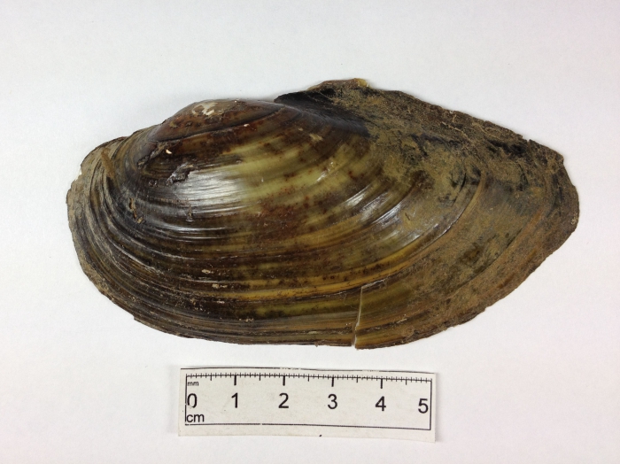 Anodonta cataracta - shell exterior Anodonta cataracta - shell exterior