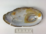 Anodonta cataracta - shell interior, author: Fisheries and Oceans Canada, Claude Nozres
