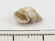 Fossaria modicella - snail