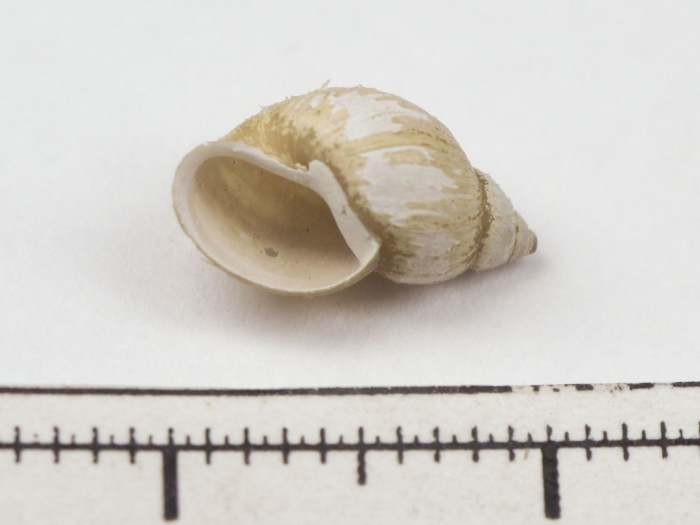 Fossaria modicella - snail Fossaria modicella - snail