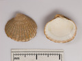 Mollusca (molluscs)