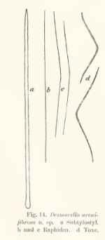 Desmacella arenifibrosa Hentschel, 1911