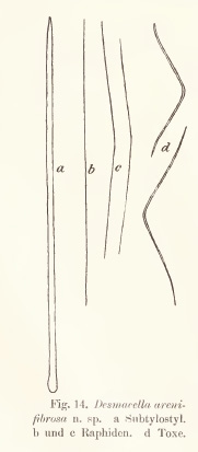 Desmacella arenifibrosa Hentschel, 1911