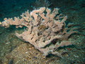 Porifera (sponges)