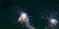 Hydrozoa (hydroids)