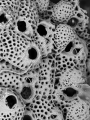 Bryozoa (moss animals)