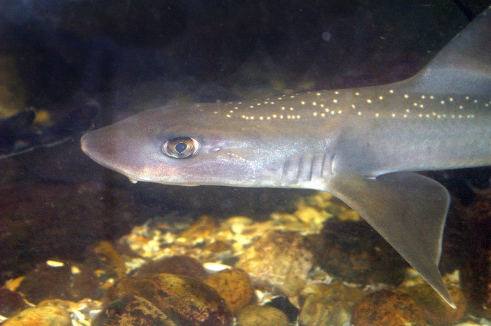 Mustelus asterias Mustelus asterias
