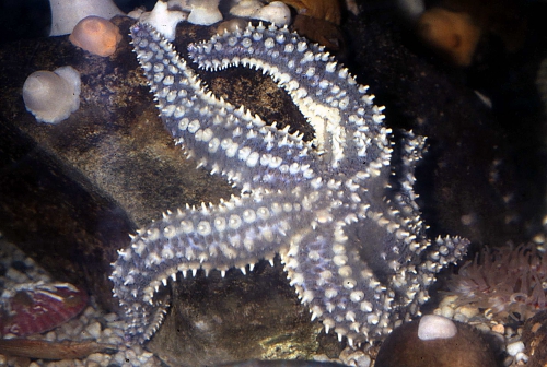 Marthasterias glacialis