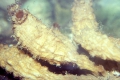 Tunicata (sea squirts)