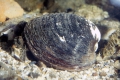 Mollusca (molluscs)