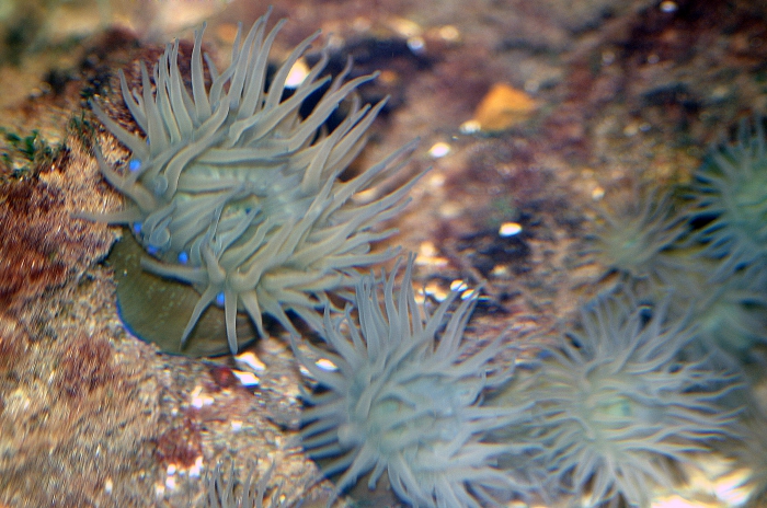 Actinia equina