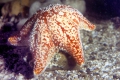 Echinodermata (echinoderms)