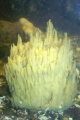 Porifera (sponges)