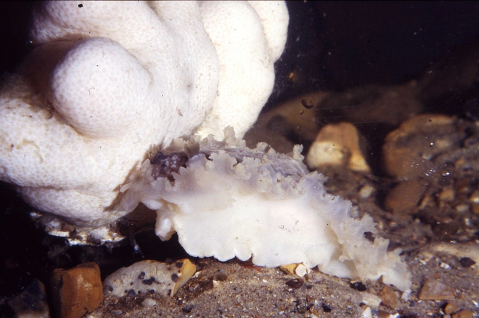 Tritonia hombergii Tritonia hombergii