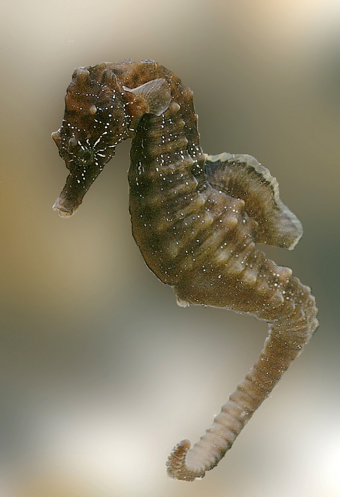 Hippocampus hippocampus