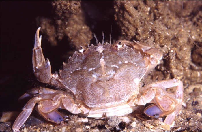 Liocarcinus depurator