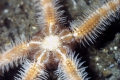 Echinodermata (echinoderms)