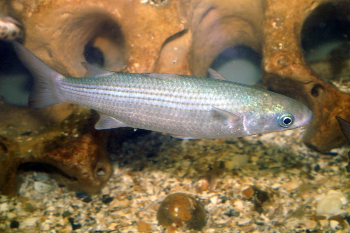 Chelon labrosus Chelon labrosus