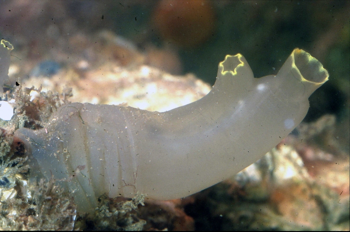 Ciona intestinalis Ciona intestinalis