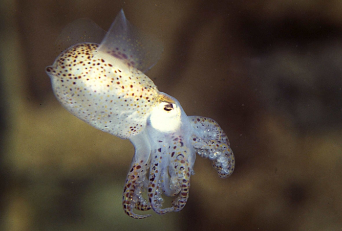 Sepiola atlantica Sepiola atlantica