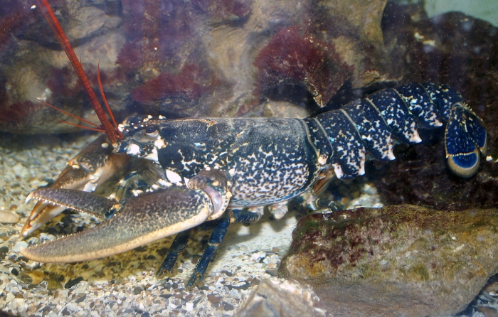 Homarus gammarus