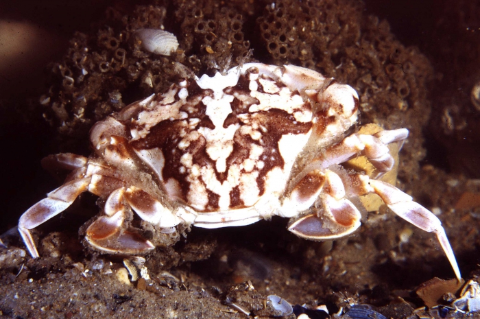 Liocarcinus marmoreus