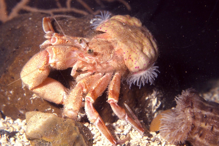 Pagurus prideaux and Adamsia carciniopados Pagurus prideaux and Adamsia carciniopados