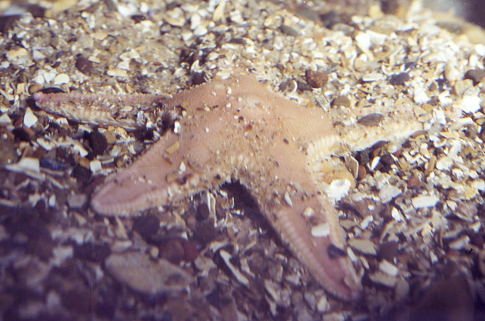 Astropecten irregularis Astropecten irregularis