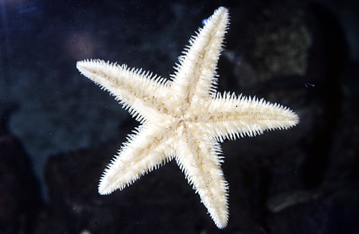 Astropecten irregularis Astropecten irregularis
