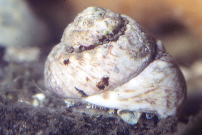 Gibbula magus Gibbula magus