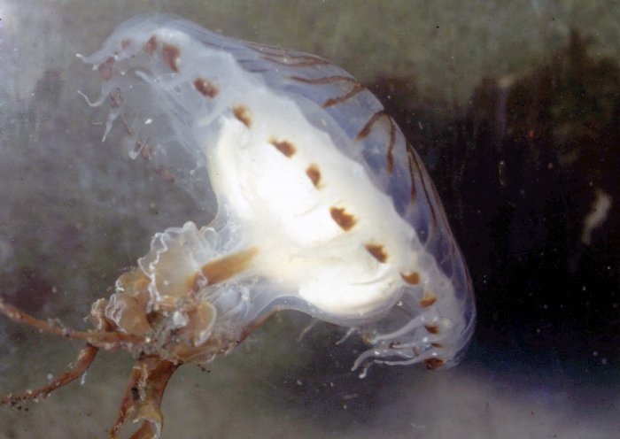 Chrysaora hysoscella Chrysaora hysoscella