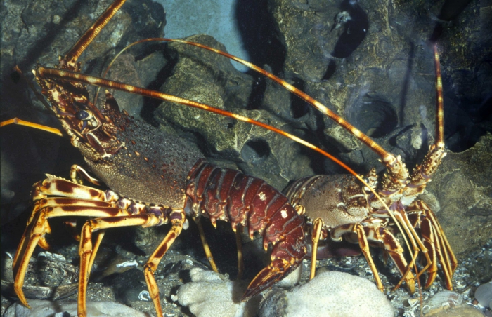 Palinurus elephas Palinurus elephas