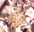 Chelicerata (sea spiders & mites)