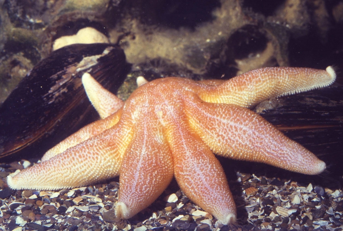 Solaster endeca