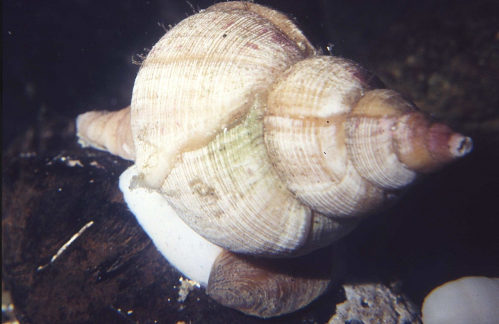 Neptunea antiqua