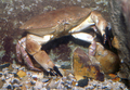 Crustacea (crustaceans)