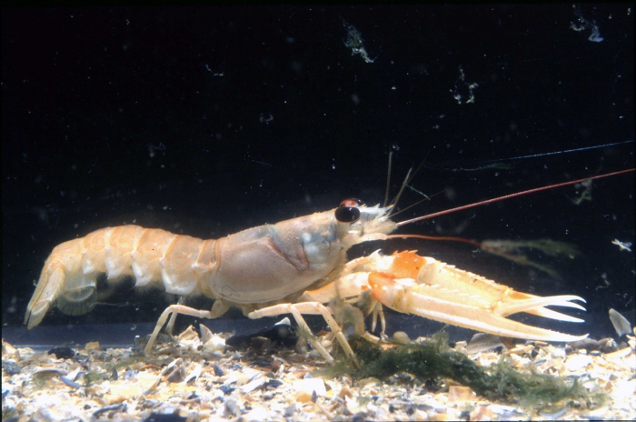 Nephrops norvegicus