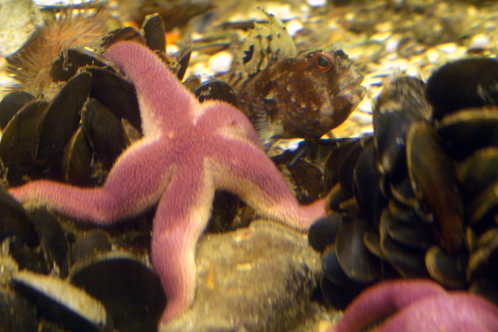Henricia sanguinolenta Henricia sanguinolenta