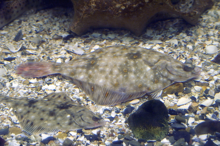 Pleuronectes platessa Pleuronectes platessa