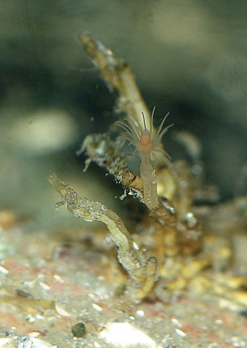 Tubularia indivisa Tubularia indivisa