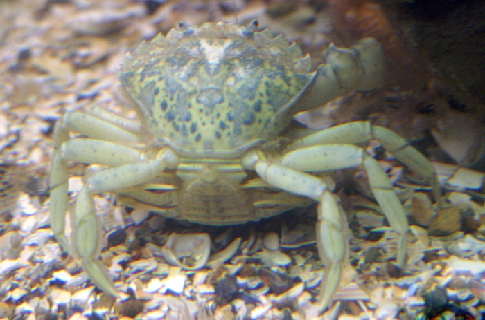 Carcinus maenas