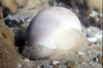 Caenogastropoda