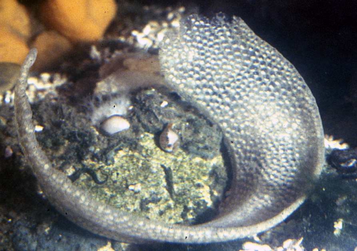 Lunatia catena - eggs Lunatia catena - eggs