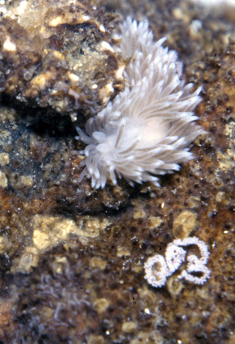 Aeolidia papillosa with eggs