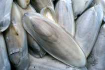Le genre Sepia - List of molluscs - Fishipedia