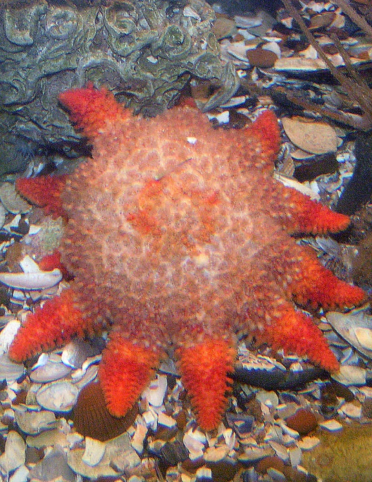 Crossaster papposus Crossaster papposus